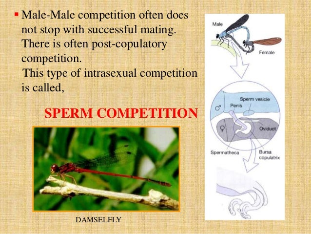 Competition selection sexual sperm